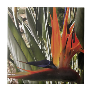 Bird of Paradise Strelitzia Reginae Acrylic Painti Fliese