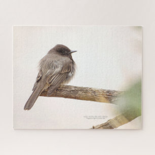 Bird On Branch Young Junvenile Black Phoebe Jigsaw Puzzle