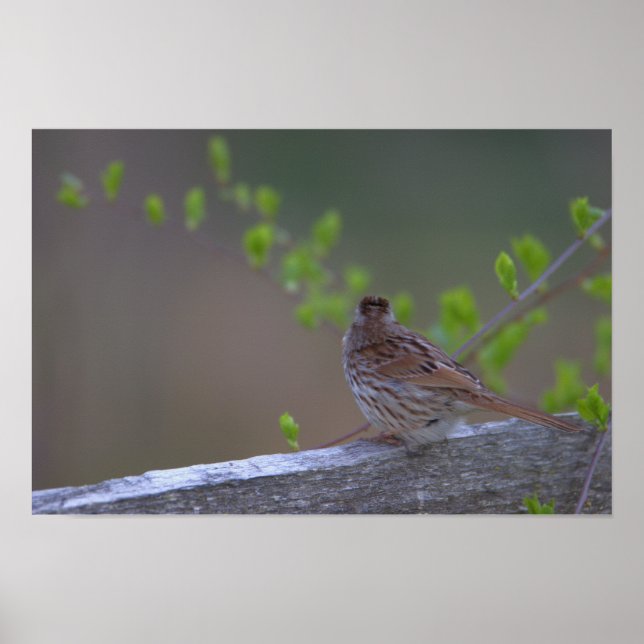 Bird Perched Poster (Vorne)