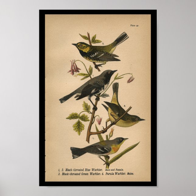 Bird Print Black Green Blue Warbler Vintag Poster (Vorne)