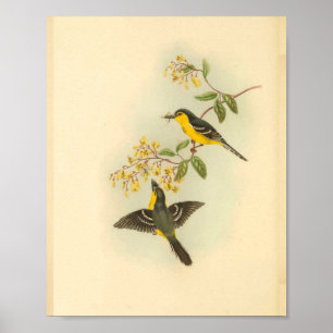 Bird Print Poster