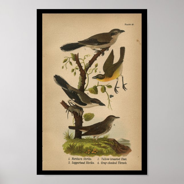 Bird Print Yellow Shrike Chat Vintag Poster (Vorne)