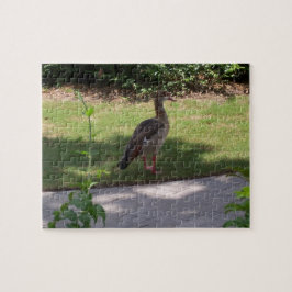 Bird Puzzle