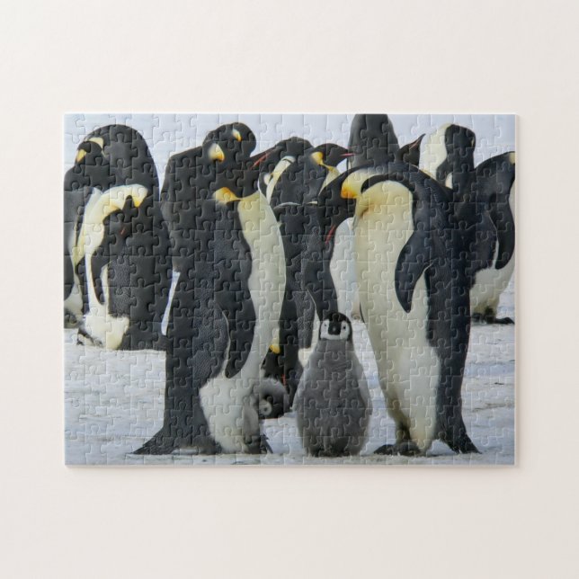 Bird Puzzles Bird Foto Beste Fotos (Horizontal)