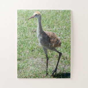 Bird Sandhill Crane Naturfotografie Natur Puzzle