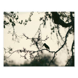 Bird Silhouette Fotodruck