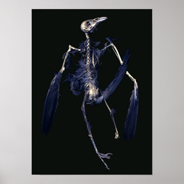 Bird Skeleton Poster (Vorne)