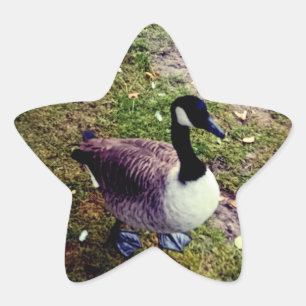 Bird Stern-Aufkleber