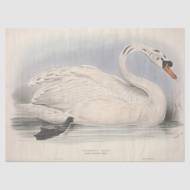 Bird White Swan Ephemera Decoupage Seidenpapier (Vorderseite)