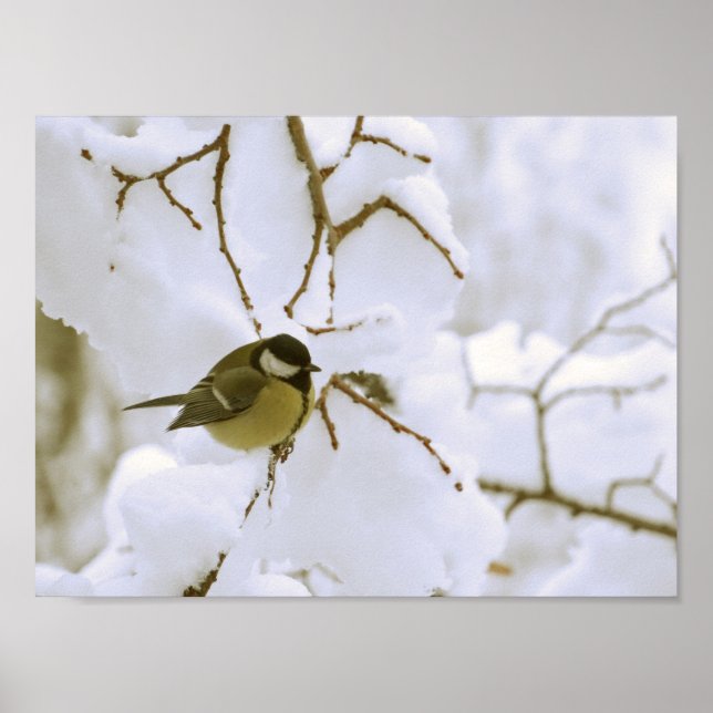 Bird Winter Foto Value Poster Paper (Matte) (Vorne)
