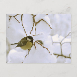 Bird Winter Fotografie Postcard Postkarte