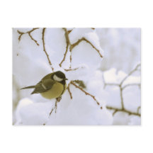 Bird Winter Fotografie Postcard