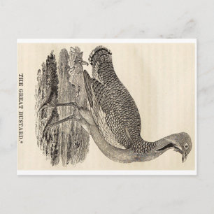 Bird Woodcut Postcard Postkarte
