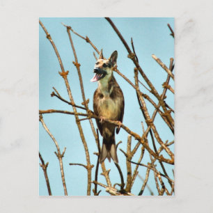 Birdagw Postkarte