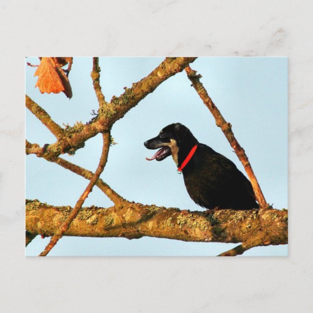 Birdagw Postkarte (Vorderseite)