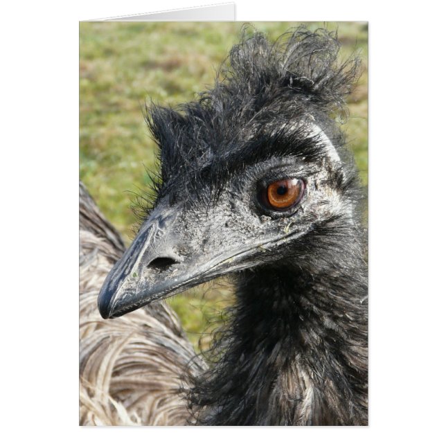 Birdbrained Emu (Vorne)