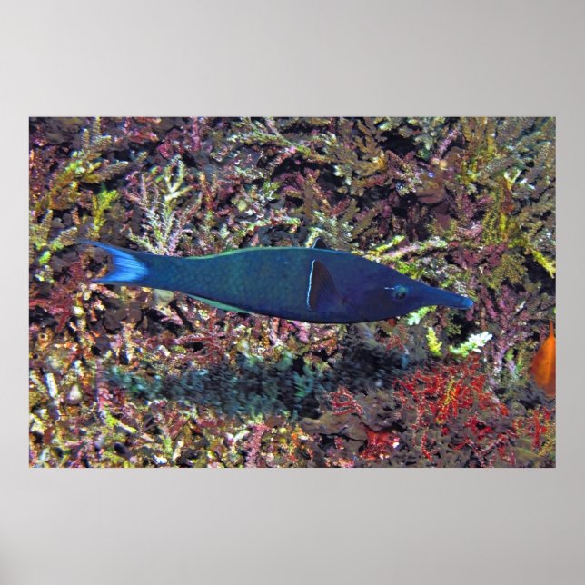 Birdhead Wrasse Poster (Vorne)