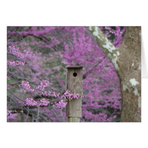 Birdhouse unter Redbud Blüten