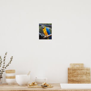 Birdie Farben Blau Poster