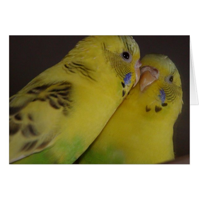 BirdieBird (Vorderseite (Horizontal))