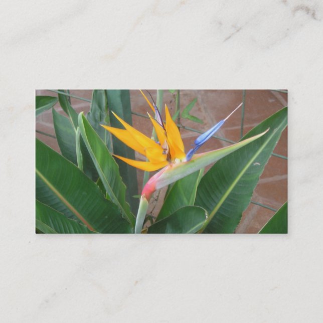 birdofparadise Visitenkarten Visitenkarte (Vorderseite)