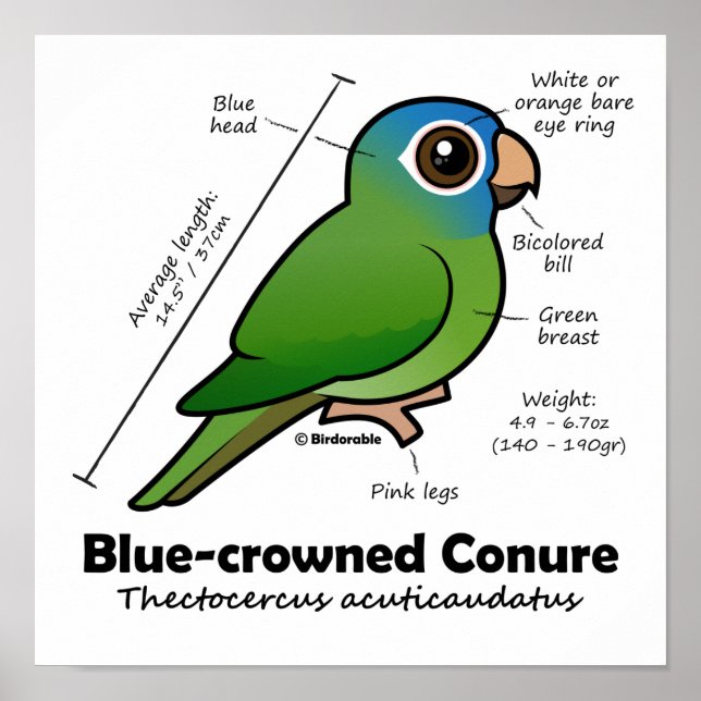 Birdorable Blue-Crowned Conure Statistics Poster (Vorne)