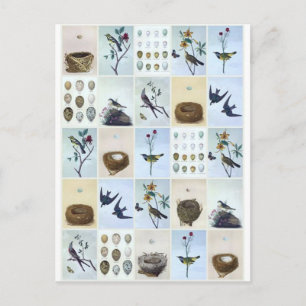 Birds and Nests Postkarte