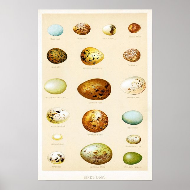 Birds Eggs Vintage Poster (Vorne)
