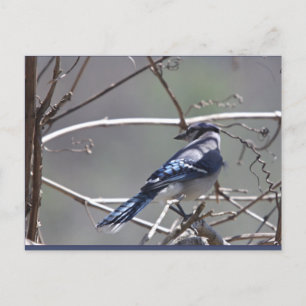 Birds im Shenandoah-Tal: Blauer Jay/Kardinal/Sparr Postkarte