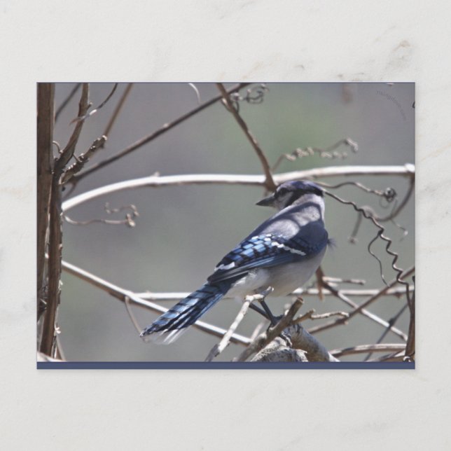Birds im Shenandoah-Tal: Blauer Jay/Kardinal/Sparr Postkarte (Vorderseite)