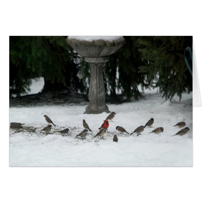 Birds of a Feather (Vorderseite (Horizontal))