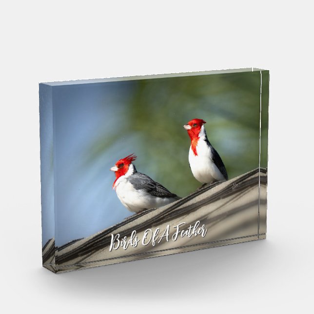 Birds of A Feather Red Crested Cardinals Hawaii Fotoblock (Links)
