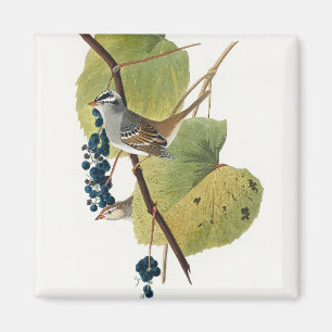 Birds of America (1827) Magnet