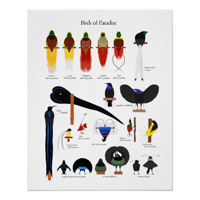 Birds of Paradise chart (Vorderseite)