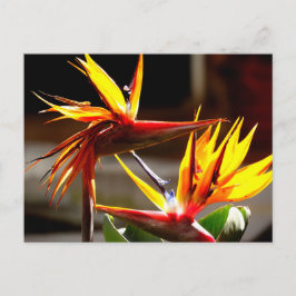 Birds of Paradise: Flower from Mexico Feiertagspostkarte