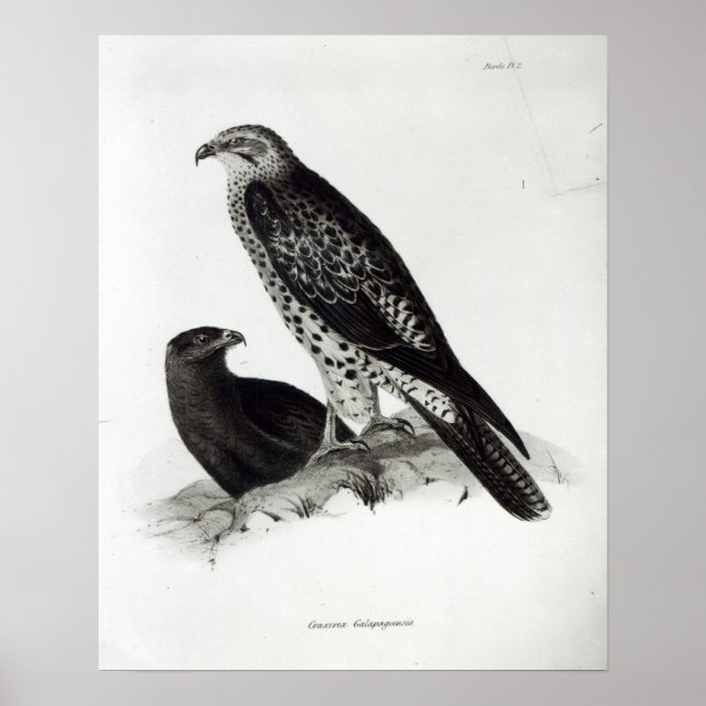 Birds of Prey Poster (Vorne)