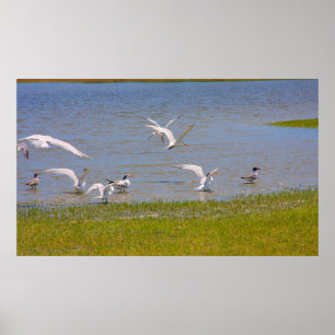 Birds on Shackleford Poster