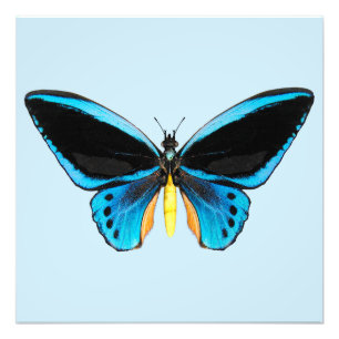 Birdwing Butterfly Fotodruck