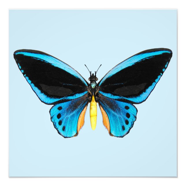 Birdwing Butterfly Fotodruck (Vorne)