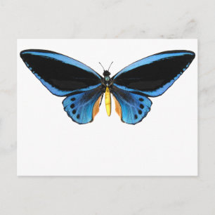 Birdwing Butterfly Postkarte