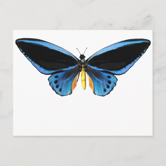 Birdwing Butterfly Postkarte (Vorderseite)