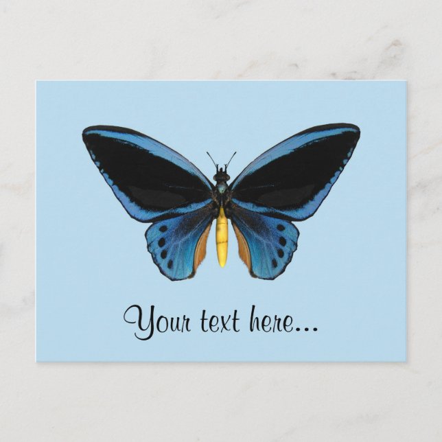 Birdwing Butterfly Postkarte (Vorderseite)