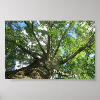 Birke aus Schweden. Poster