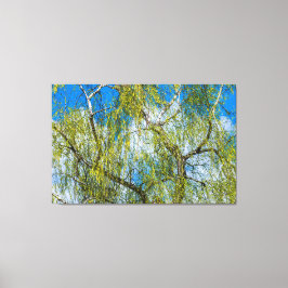 Birke - Der Frühling ist in der Luft Leinwanddruck