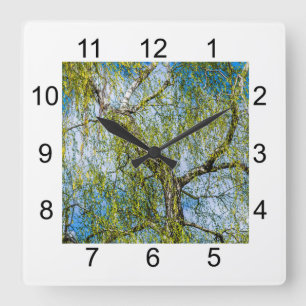 Birke - Der Frühling ist in der Luft Quadratische Wanduhr