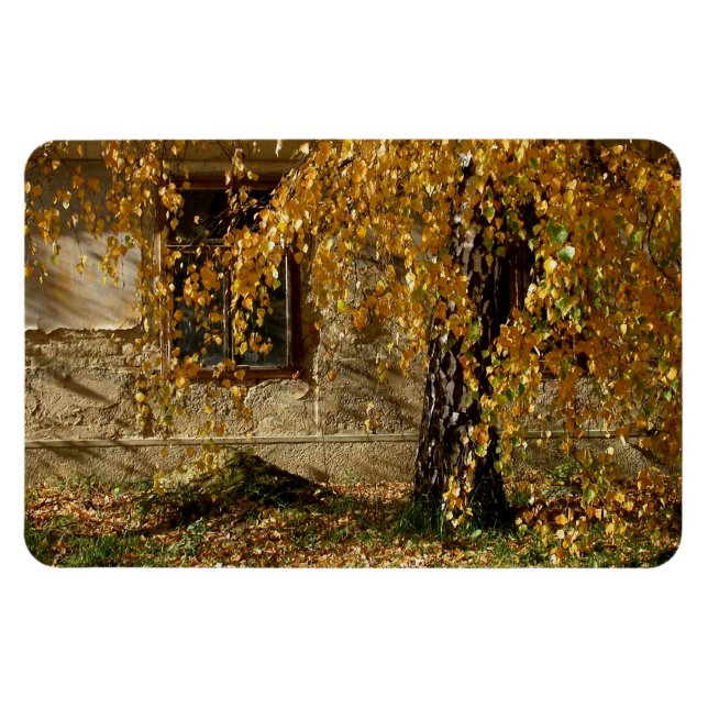 Birke im Herbst Magnet (Horizontal)