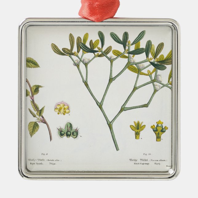 Birke (verlassen) und Mistelzweig (recht), Fig. 9 Silbernes Ornament (Vorne)