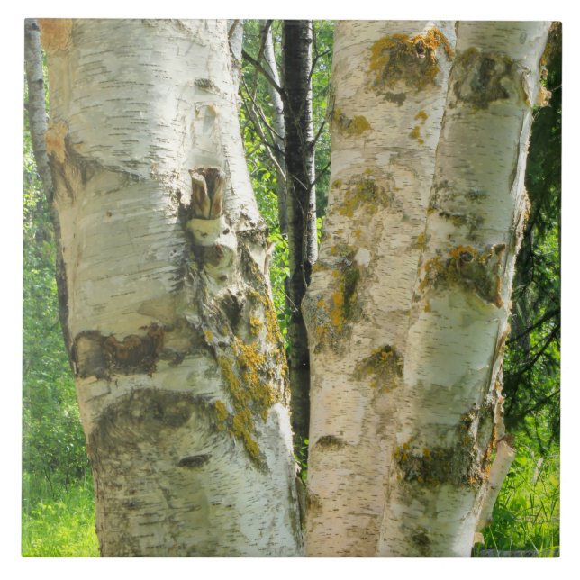 Birken-Baum Fliese (Vorderseite)