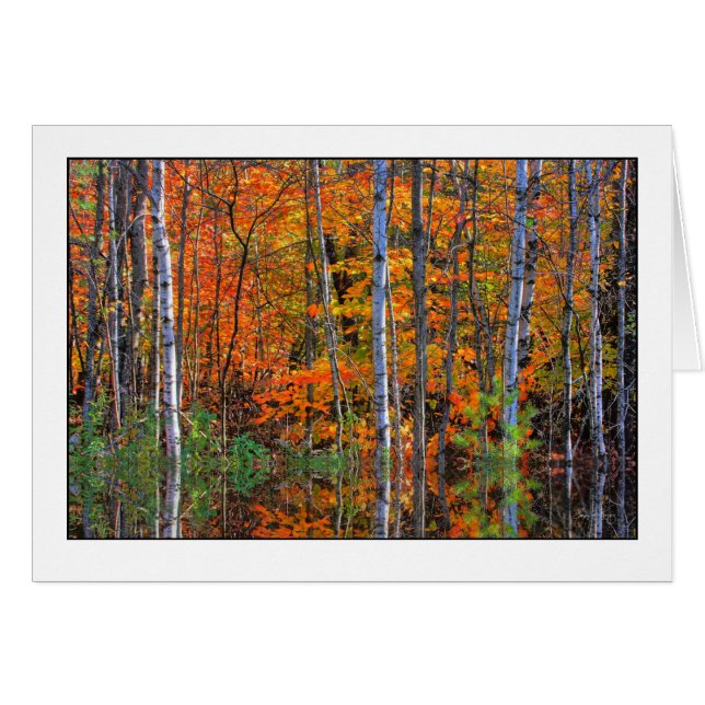 Birken im Hochwasser (Vorderseite (Horizontal))