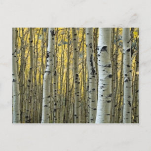 Birken Postkarte